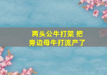 两头公牛打架 把旁边母牛打流产了